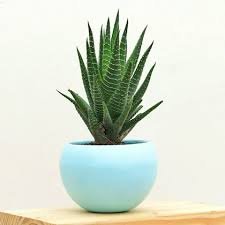 Indoor Plant Set